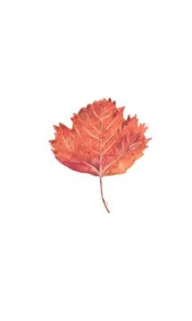 Autumn red maple leaf 库存插图