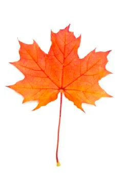 Autumn red maple leaf Stock Photos