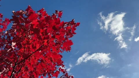 Autumn red maple leaves and blue sky. Video stock 289775547