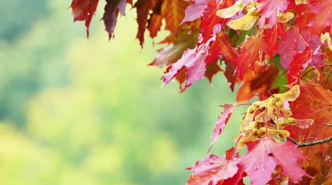 Autumn red maple leaves with blured green foliage in the background Stock-Footage 68321680