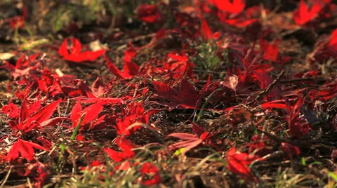 Autumn red maple leaves fall to the ground. Stock Footage 32903701