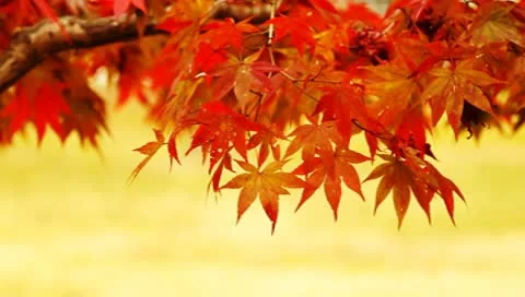 Autumn red maple leaves Stock Footage 8966443