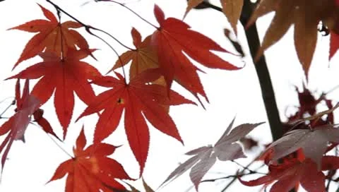 Autumn red maple leaves Stock Footage 8966465