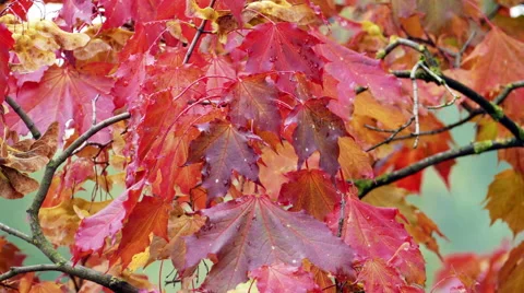 Autumn red maple leaves 動画素材 68321396