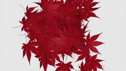 Autumn Red Maple Leaves Video stock 161557328