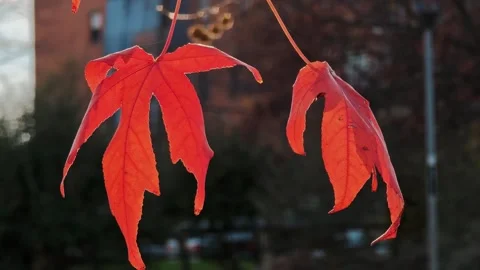 Autumn red maple leaves hanging on dark branches in sunset backlight. Stock Footage 324962753