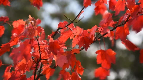 Autumn red maple leaves moving on the breeze Stock Footage 62793014