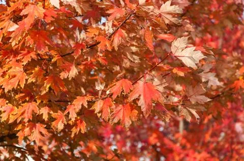 Autumn red maple leaves Stock Photos