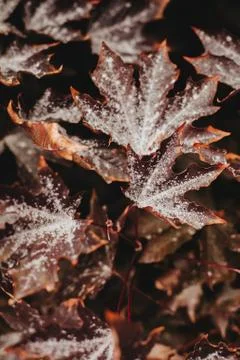 Autumn red maple leaves Stock Photos
