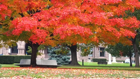 Autumn Red Maple Leaves in Queen's Park Stock Footage 219953972