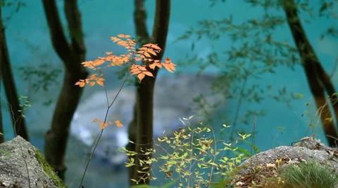 Autumn red maple leaves with the river in the background. Stock Footage 32903848