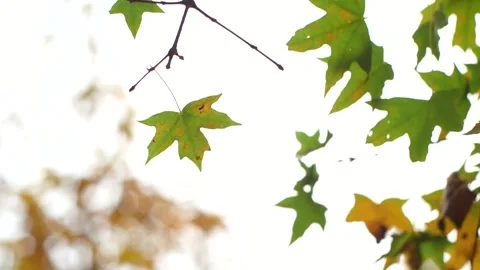 Autumn Red Maple Leaves Textures Closeup Video stock 320927807