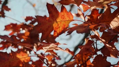 Autumn red maple leaves through the rays of the sun Stock Footage 269424902
