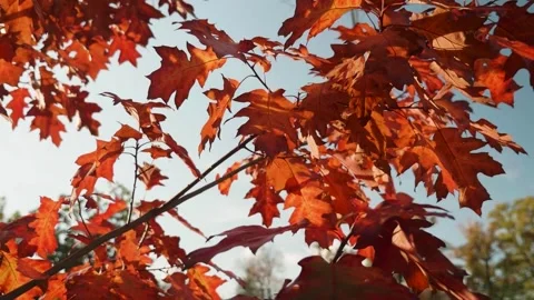 Autumn red maple leaves through the rays of the sun Stock Footage 269424903