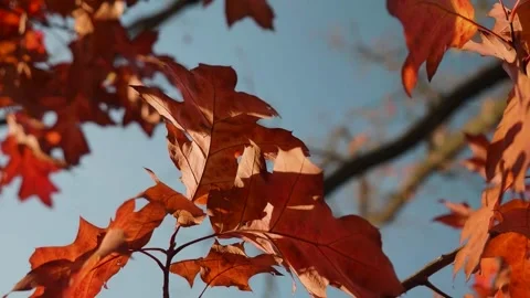 Autumn red maple leaves through the rays of the sun Stock Footage 269424943