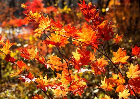 Autumn red maple. Stock Photos