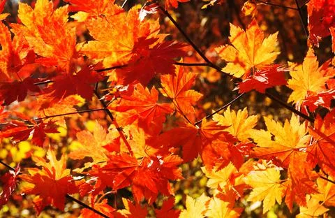 Autumn red maple Stock Photos