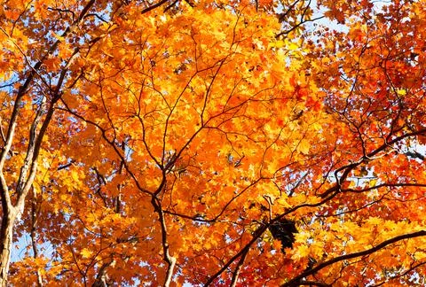 Autumn red maple. Foto stock