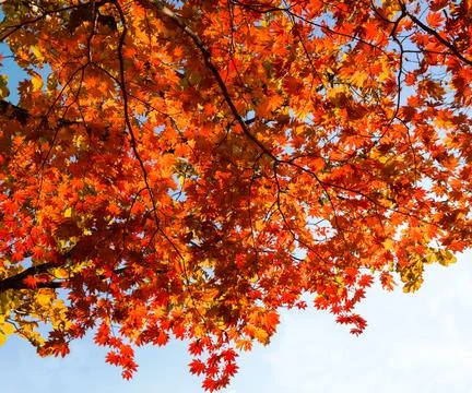 Autumn red maple. Stock Photos