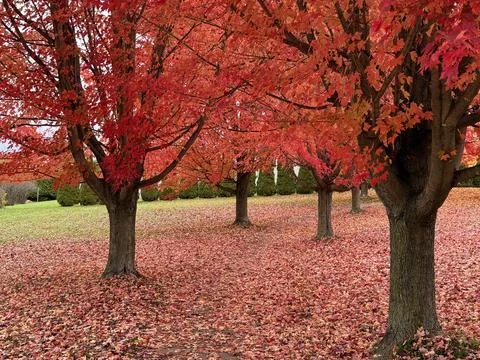 Autumn Red Maple Stock Photos