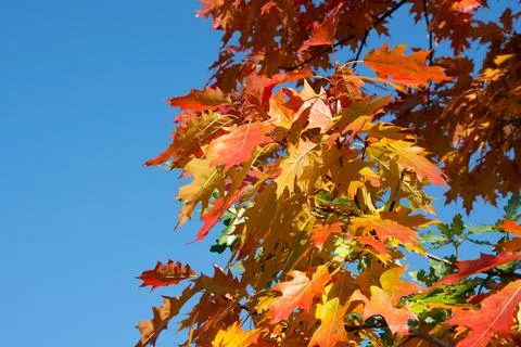 Autumn red maple tree branch isolated on sunny blue sky. Fall leaf background Stock Photos