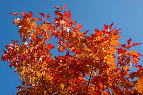 Autumn red maple tree branch isolated on sunny blue sky. Fall leaf background Stock Photos