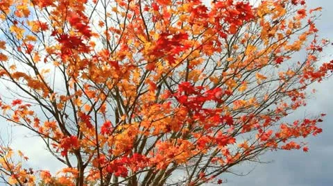 Autumn red maple tree. Stock Footage 12445327