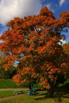 Autumn red orange colored tree in the park with girl on the bench Stock Photos
