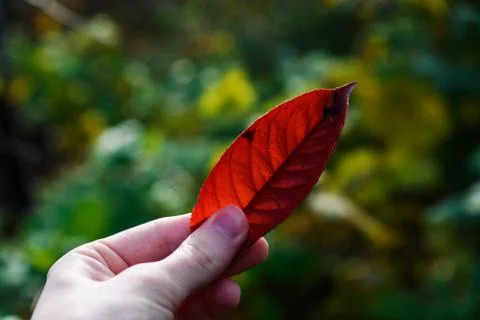 Autumn red peach tree leaf in hand closeup Stock Photos