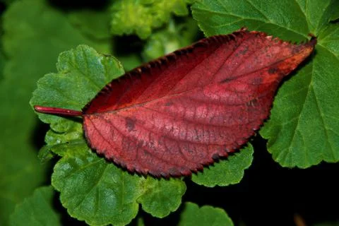 Autumn Red Stock-Fotos