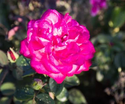Autumn red rose Foto stock