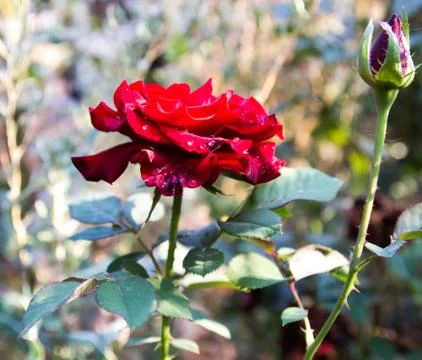 Autumn red rose Foto stock