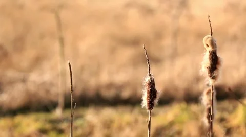 Autumn Reed Video stock 40491703