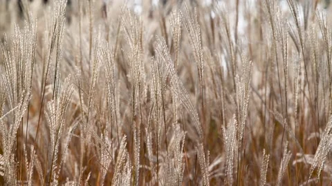 Autumn reed Stock Footage 167715959