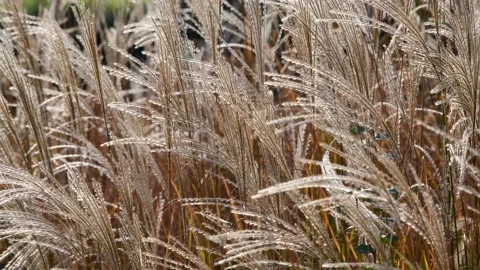 Autumn reed Stock Footage 167716021