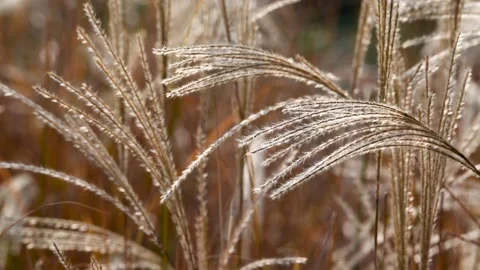 Autumn reed Stock Footage 167716024