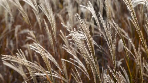 Autumn reed Stock Footage 167716027