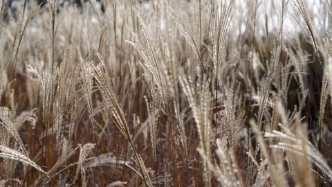 Autumn reed Stock Footage 167716037