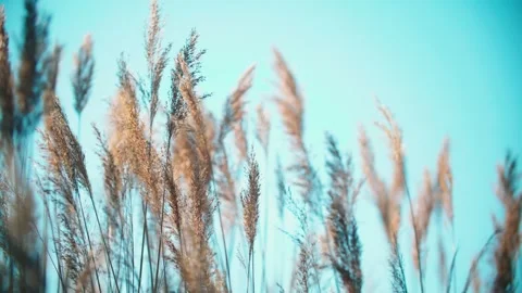 Autumn reeds sway in the wind Stock Footage 331621838