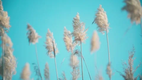 Autumn reeds sway in the wind Stock Footage 331621841