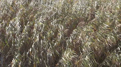 Autumn reeds in wind Stock Footage 24811067