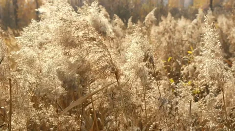 Autumn. Reeds in the wind Stock Footage 42849989