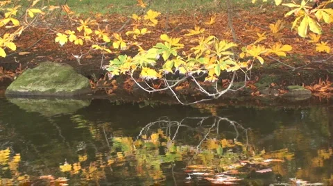 Autumn reflection Stock Footage 907572