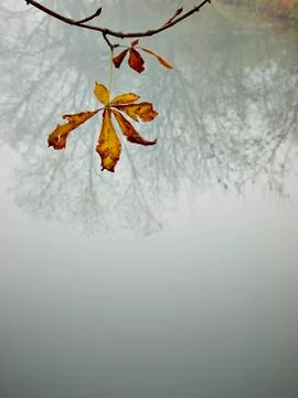 Autumn reflection Stock Photos