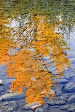 Autumn Reflection Stock Photos