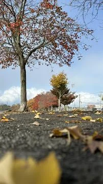 Autumn Reflection Stock Photos