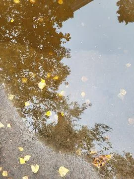 Autumn Reflection in Rain Puddle Foto stock