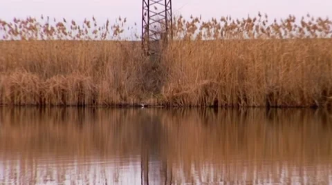Autumn Reflection: A Serene Pond View with Reeds and Power Pole Stock Footage 34509755