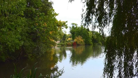 Autumn. Reflection of trees in the lake. Stock Footage 81246549