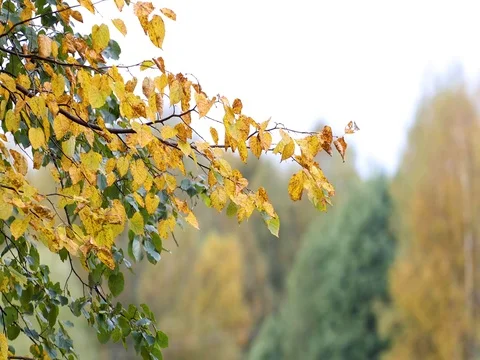 Autumn. Reflection of trees in water Видео 80177876